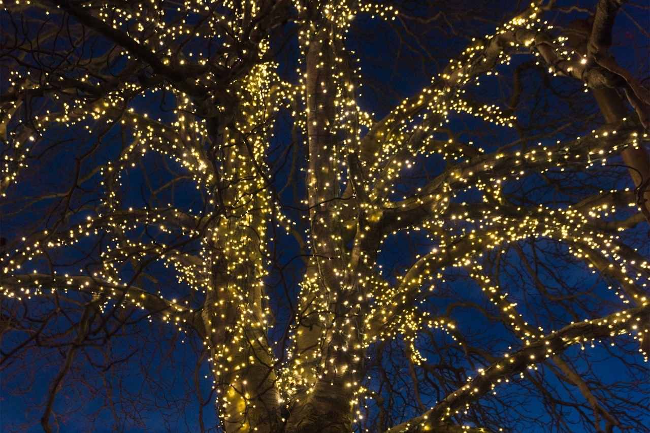 pretty tree with fairy light wrap