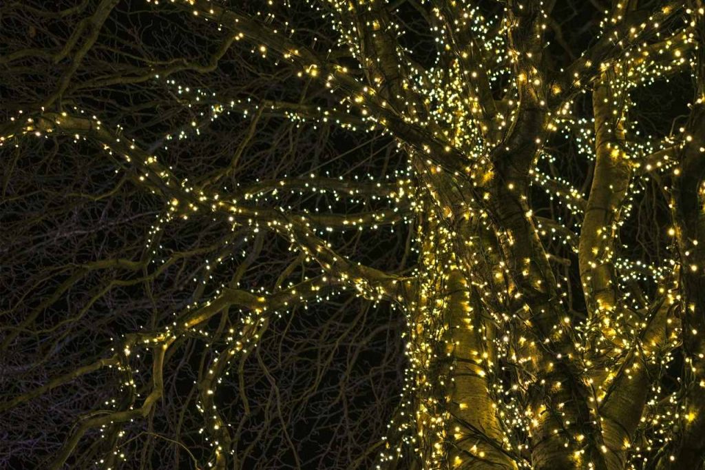 tree fairy lights wrapped around a tree at night